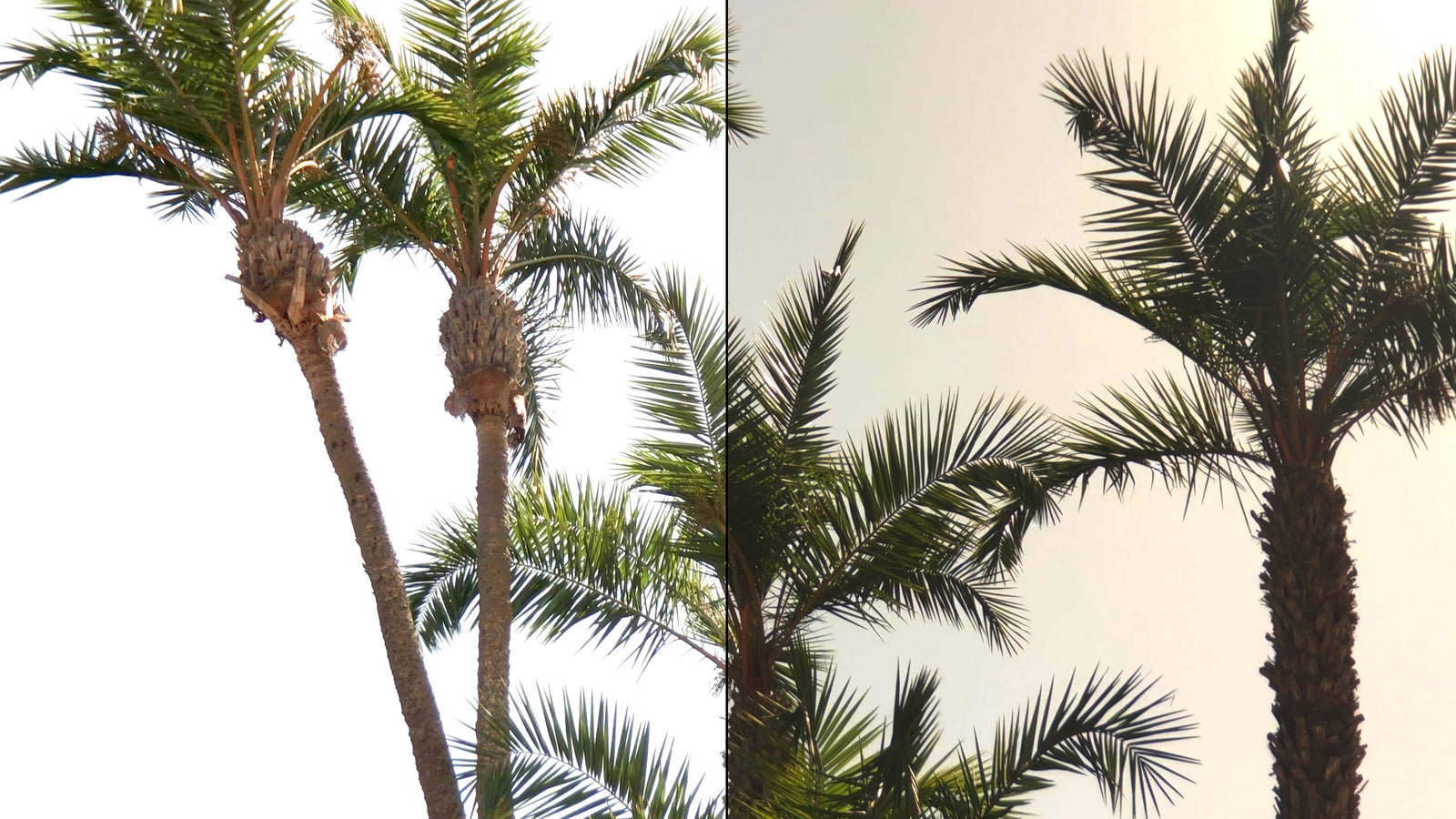 Another Week, Another Free LUT. Download Our DIGITAL TO FILM Color Grading Preset Here!